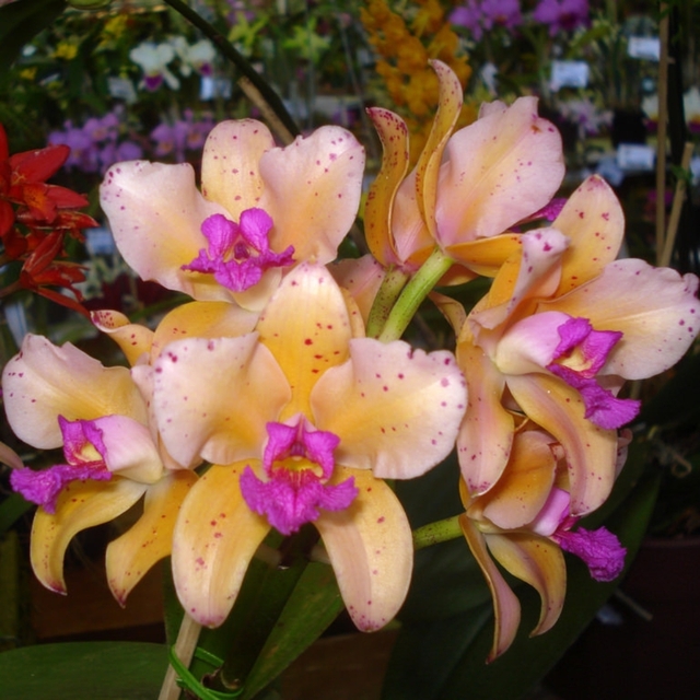 Cattleya amethystoglossa ("Aurea" x "Princessinha")
