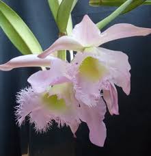 Blc. (Rlc.) Duh´s White "Peppa Pig"