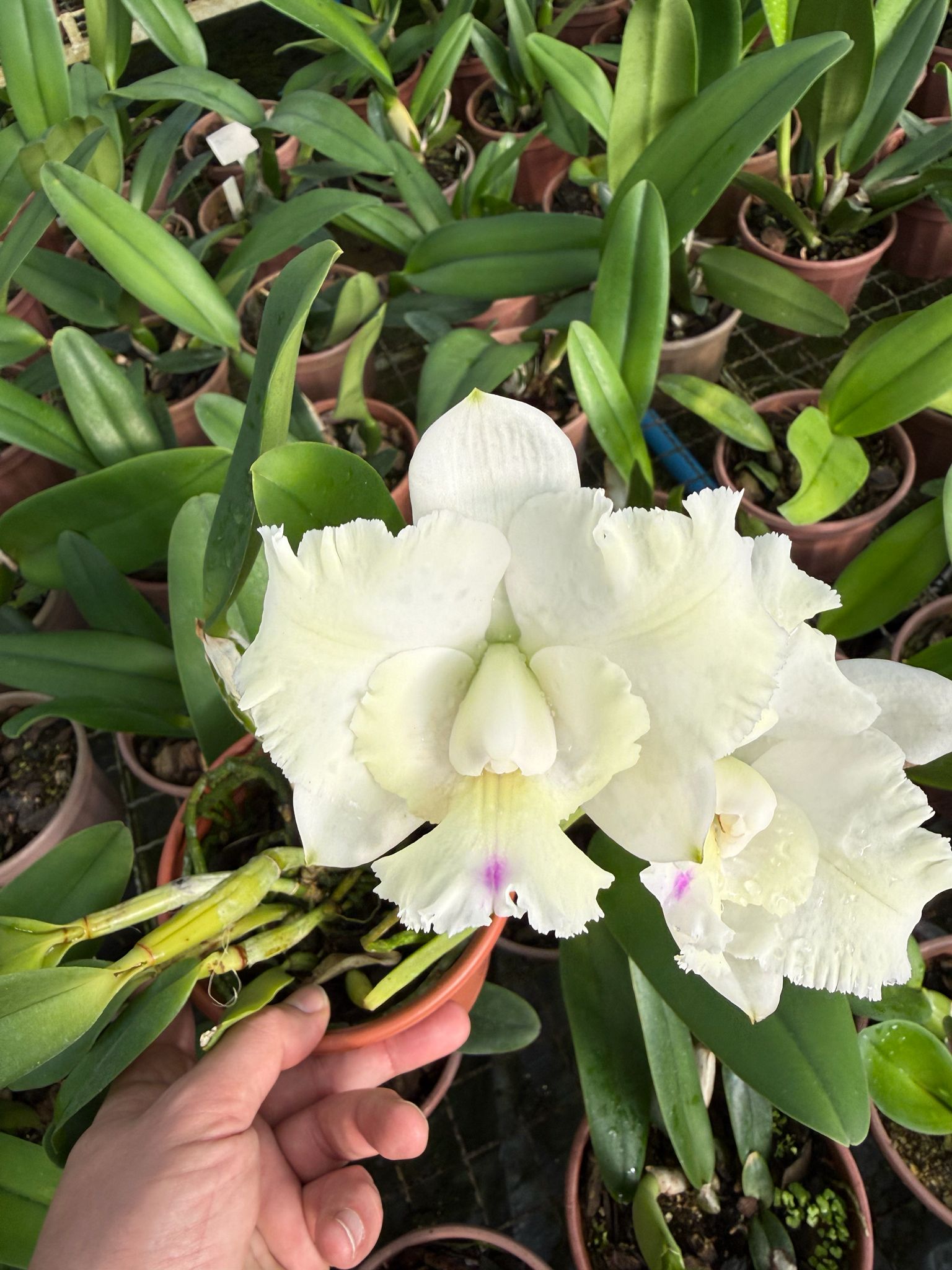 Cattleya Dolosa "Kenny"