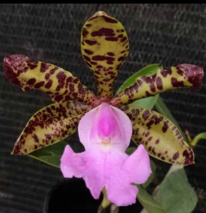 Cattleya aclandiae "King Arthur" 