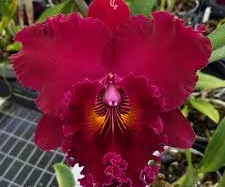 Blc. (Rlc.) Shinfong Unique "Red Tian Mu"