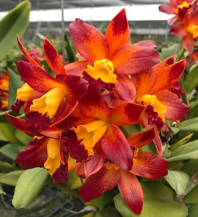Cattlianthe Varut Startrack "Golden Tiger"