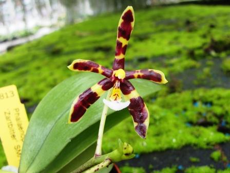 81_Phal-mannii-_Zartbitter