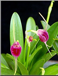 Masdevallia infracta