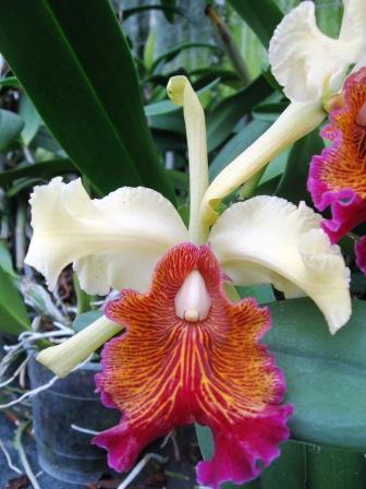 Cattleya dowiana var. Aurea