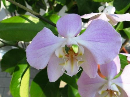 Phalaenopsis sanderiana "TW"