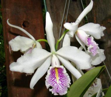 Cattleya maxima var. Semi alba