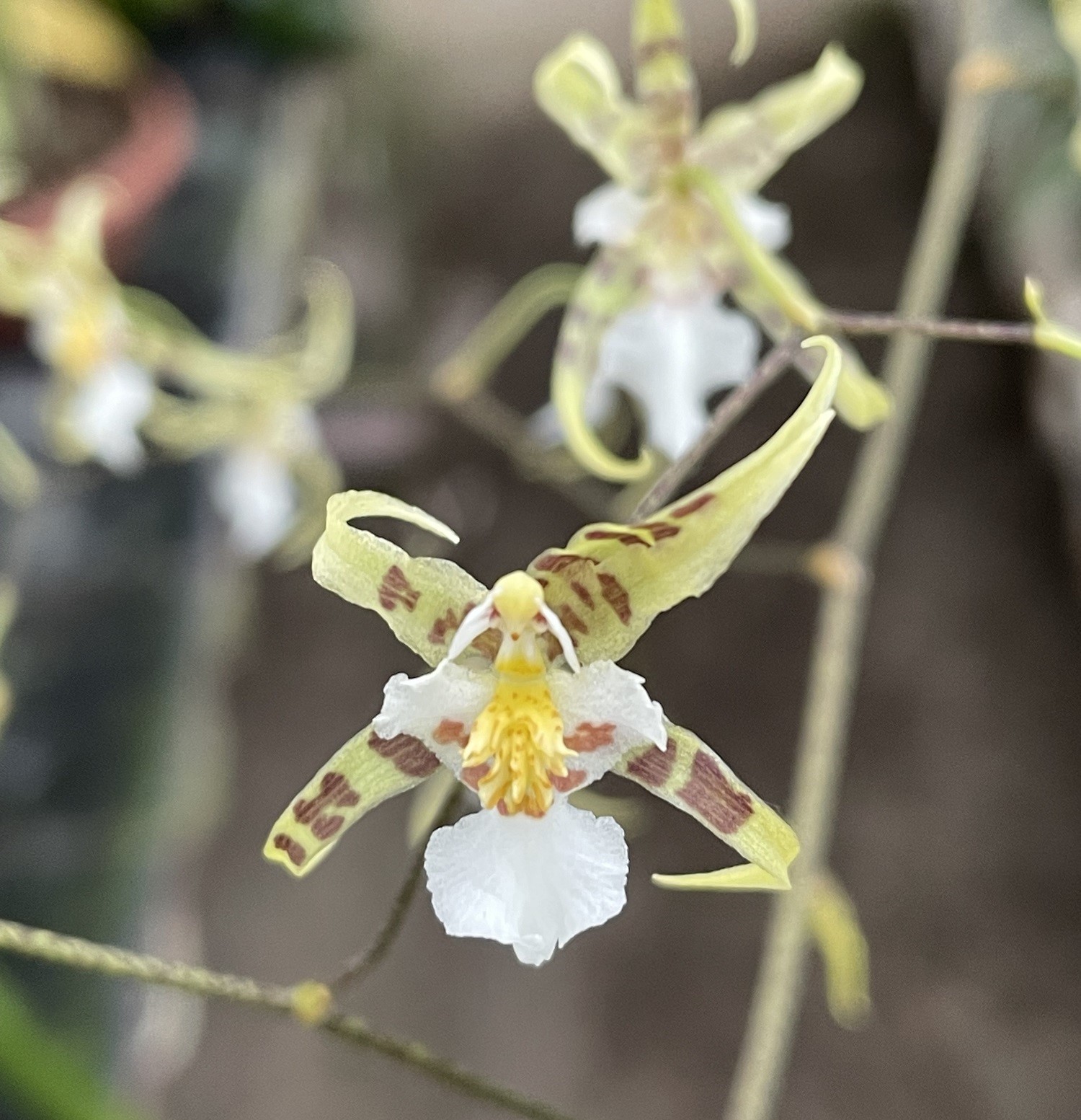 Onc-phymatophyllum