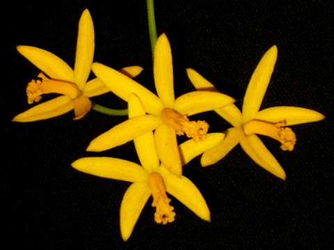 Laelia flavasulina