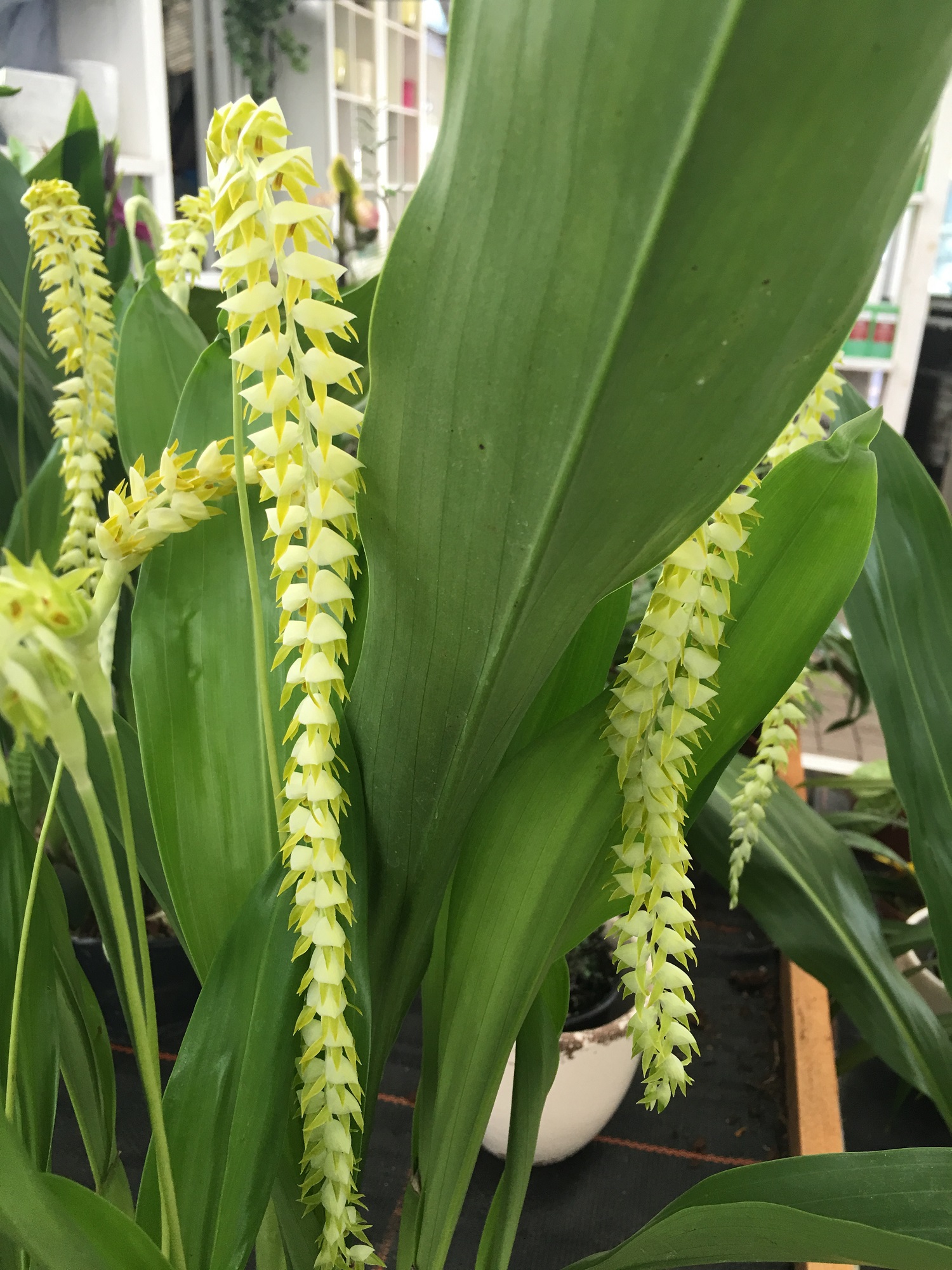 Dendrochilum magnum