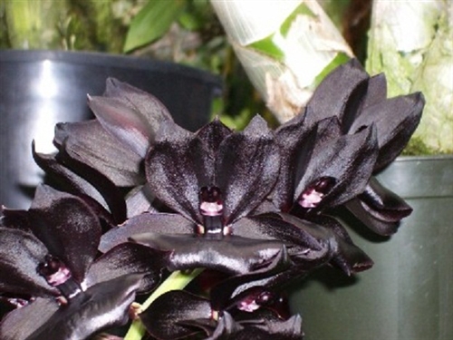 Monnierara Millenium Magic "Witchcraft"