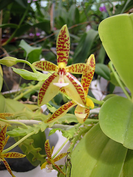 Phalaenopsis cornu-cervi