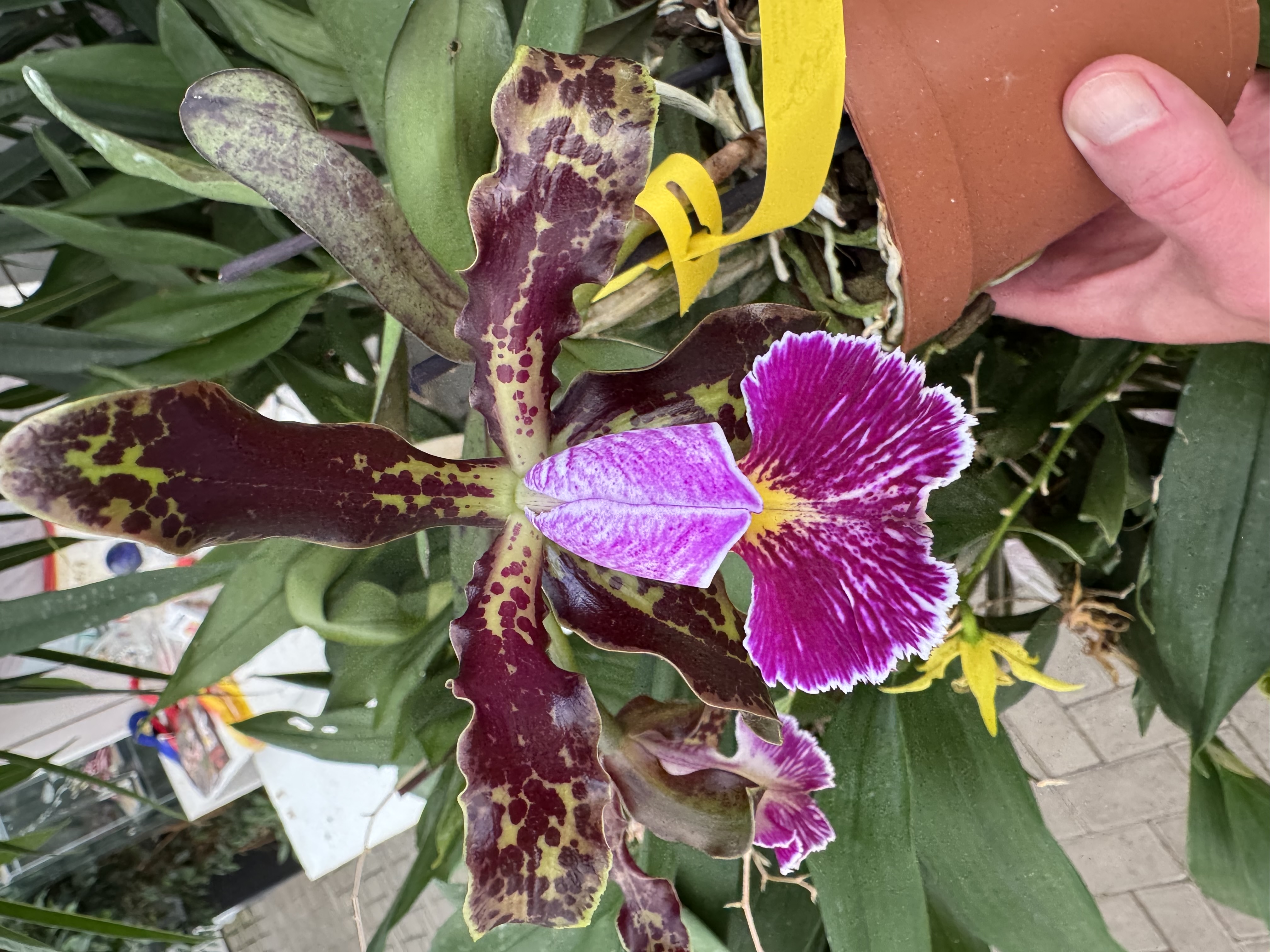 Cattleya schilleriana "ES" x "Labelao"