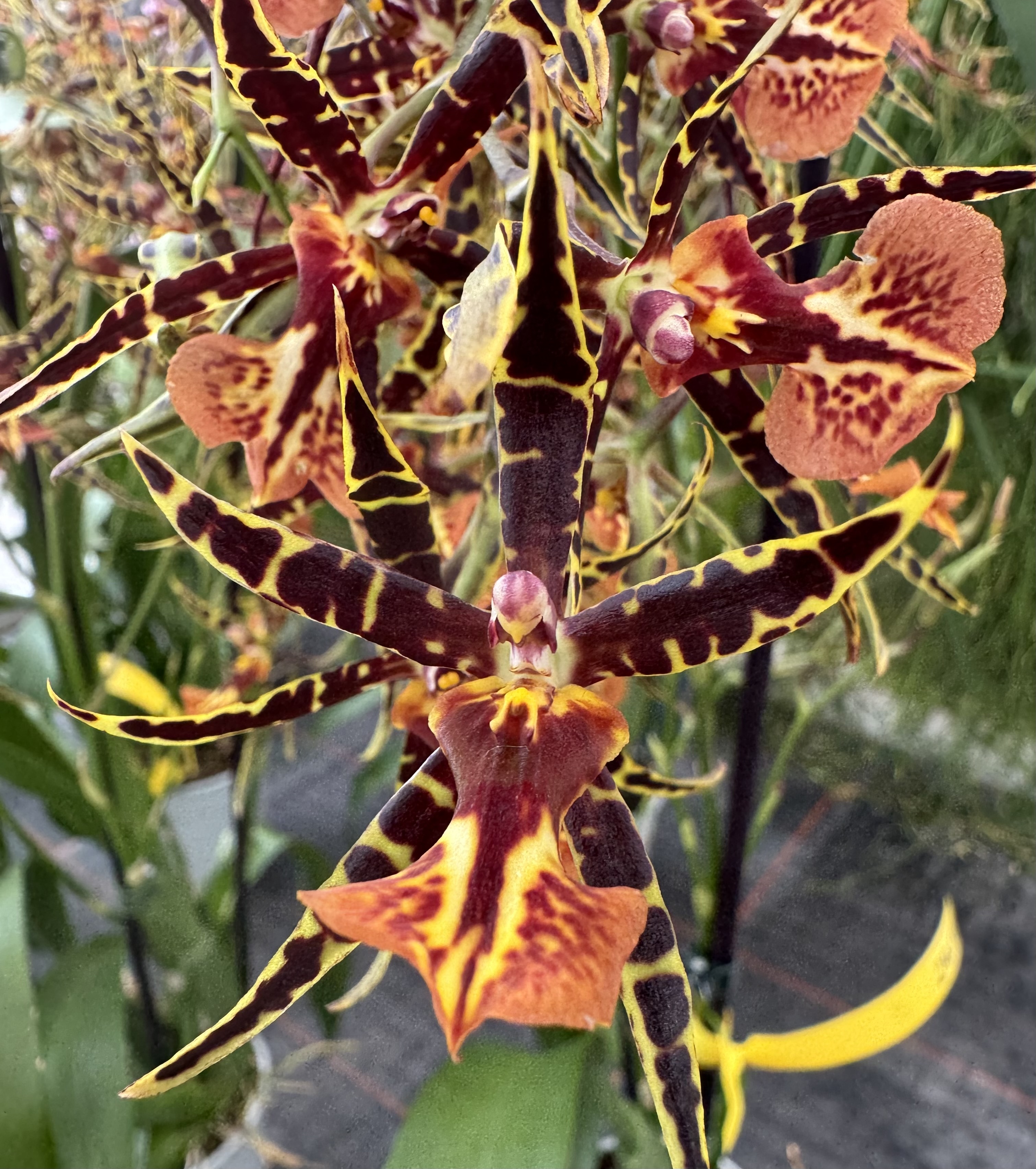 Brassidium Bollero "Tarantula"