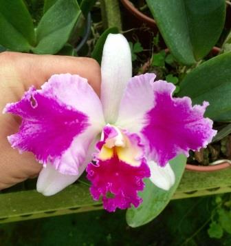 Cattleya Aqui Finn "Nature Best"