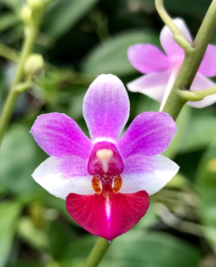 Phalaenopsis (pulcherrima x appendiculata) x Anna Larati Soekadi
