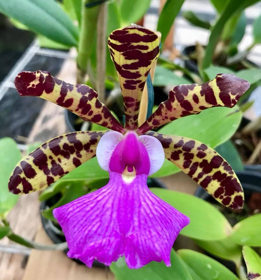 Cattleya aclandiae