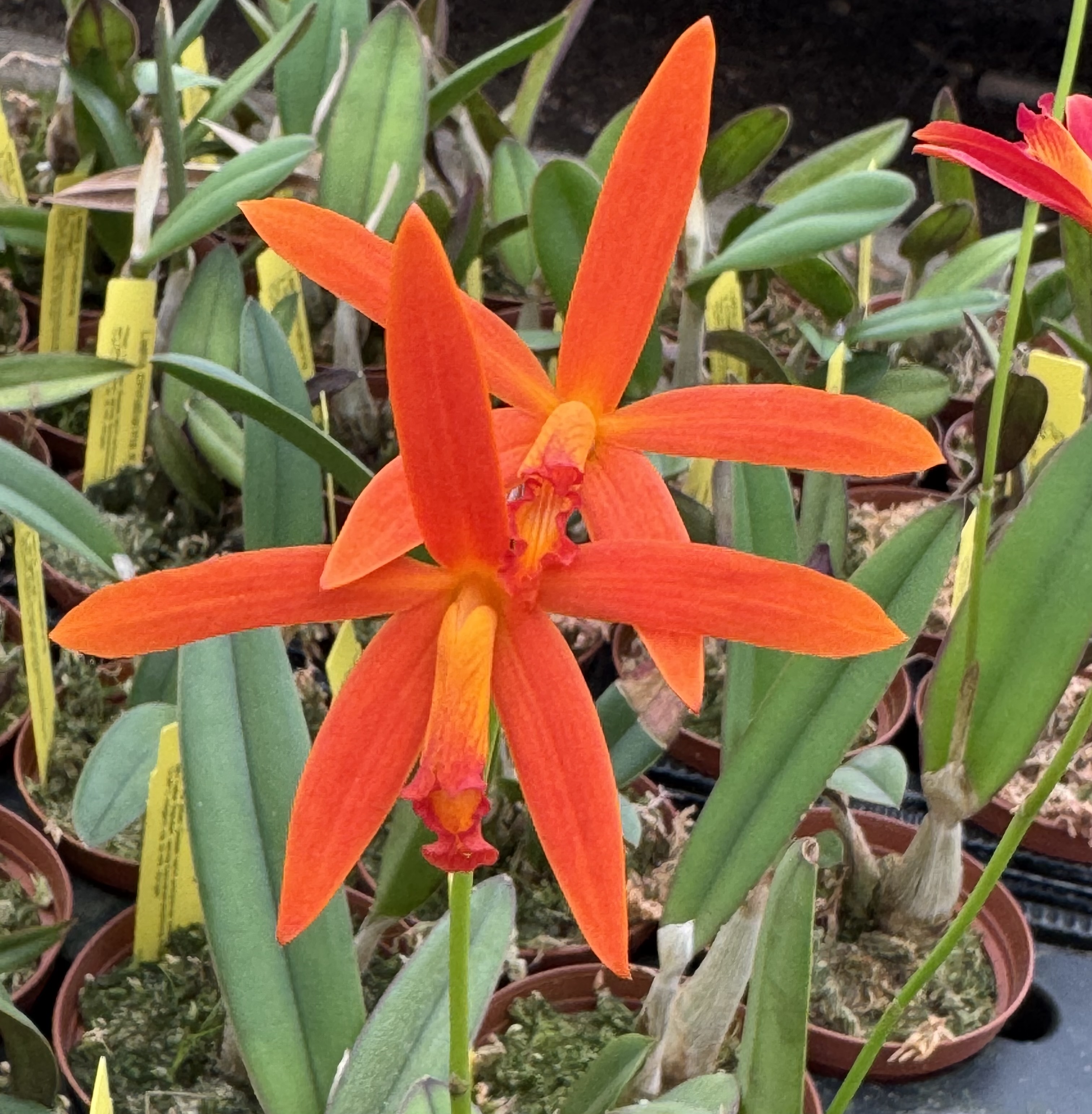 Laelia cinnabarina x angereri