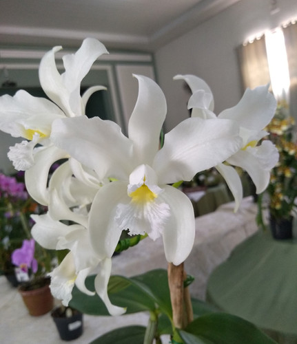 Cattleya amethystoglossa var. Alba "do Caliman"