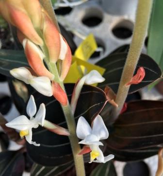 Ludisia discolor