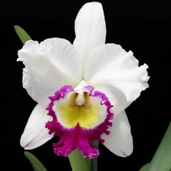 Rlc. Blanche Aisaka "Yuki" FCC/AOS