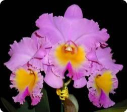 Rlc. Triumphal Coronation "Seto"
