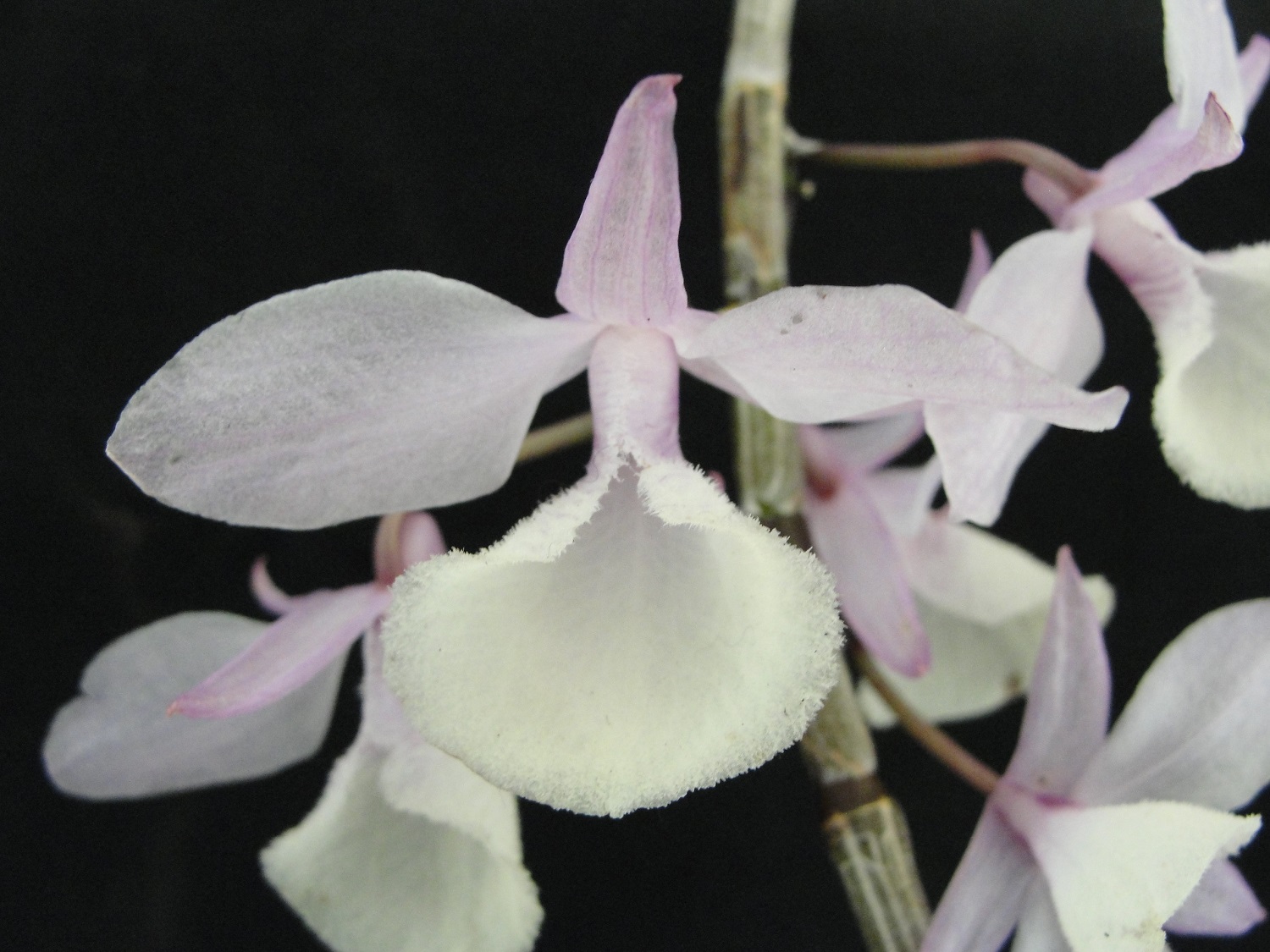 Dendrobium pierardii