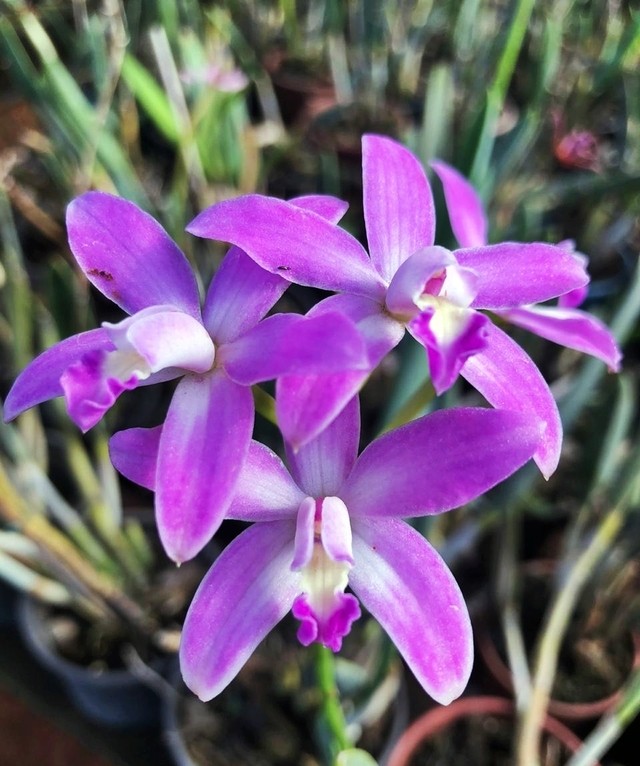 Laelia caulescens