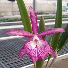 Bc. Tsiku Archangel