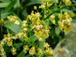 Onc-trulliferum Oncidium trulliferum