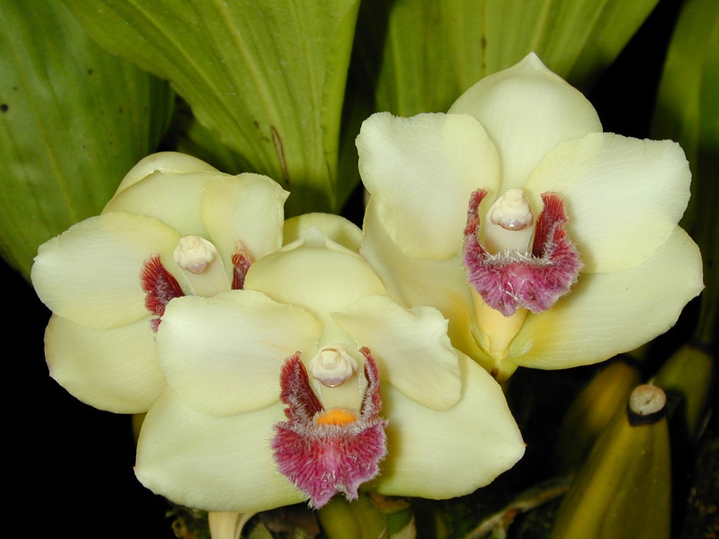 Bifrenaria harrisoniae "Amarella"