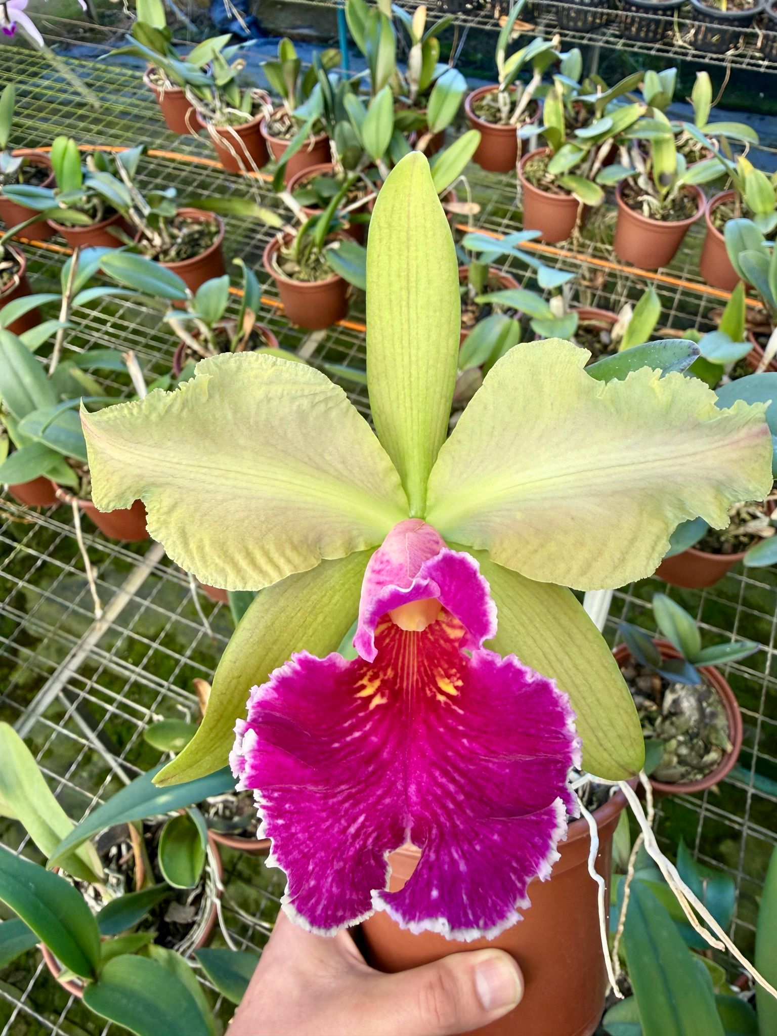 Blc. Chunyeah x Cattleya schilleriana