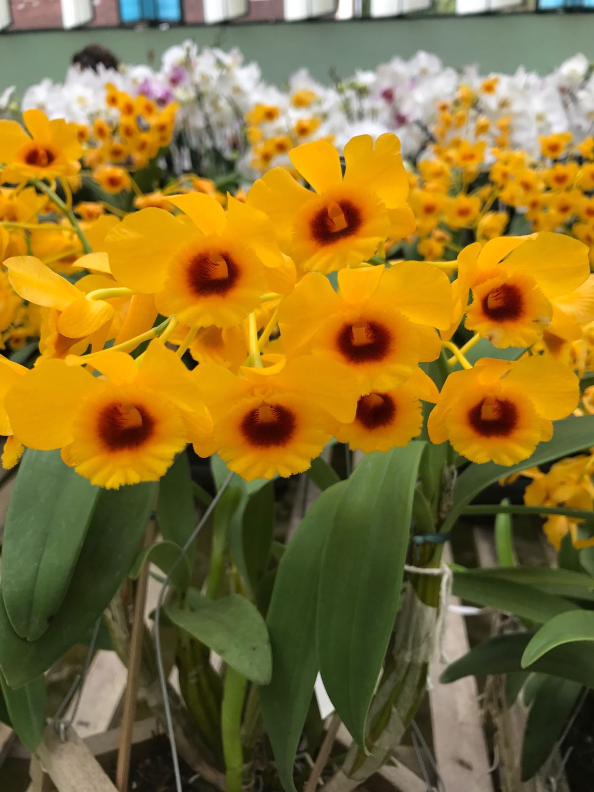 Den-chrysotoxum-2