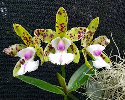 Cattleya YNS Green Leopard "Caterpillar"