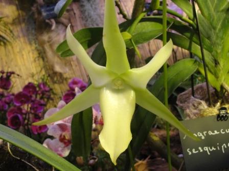 Angraecum sesquipedale