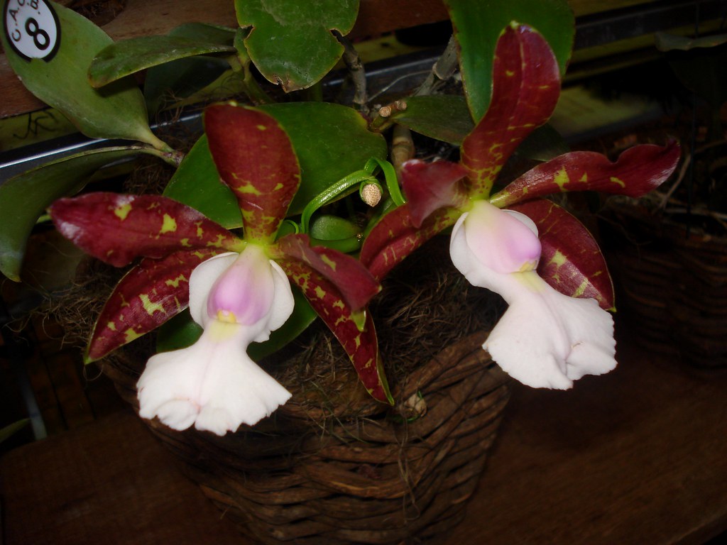 Cattleya aclandiae var. Albescens "Cocobongo""
