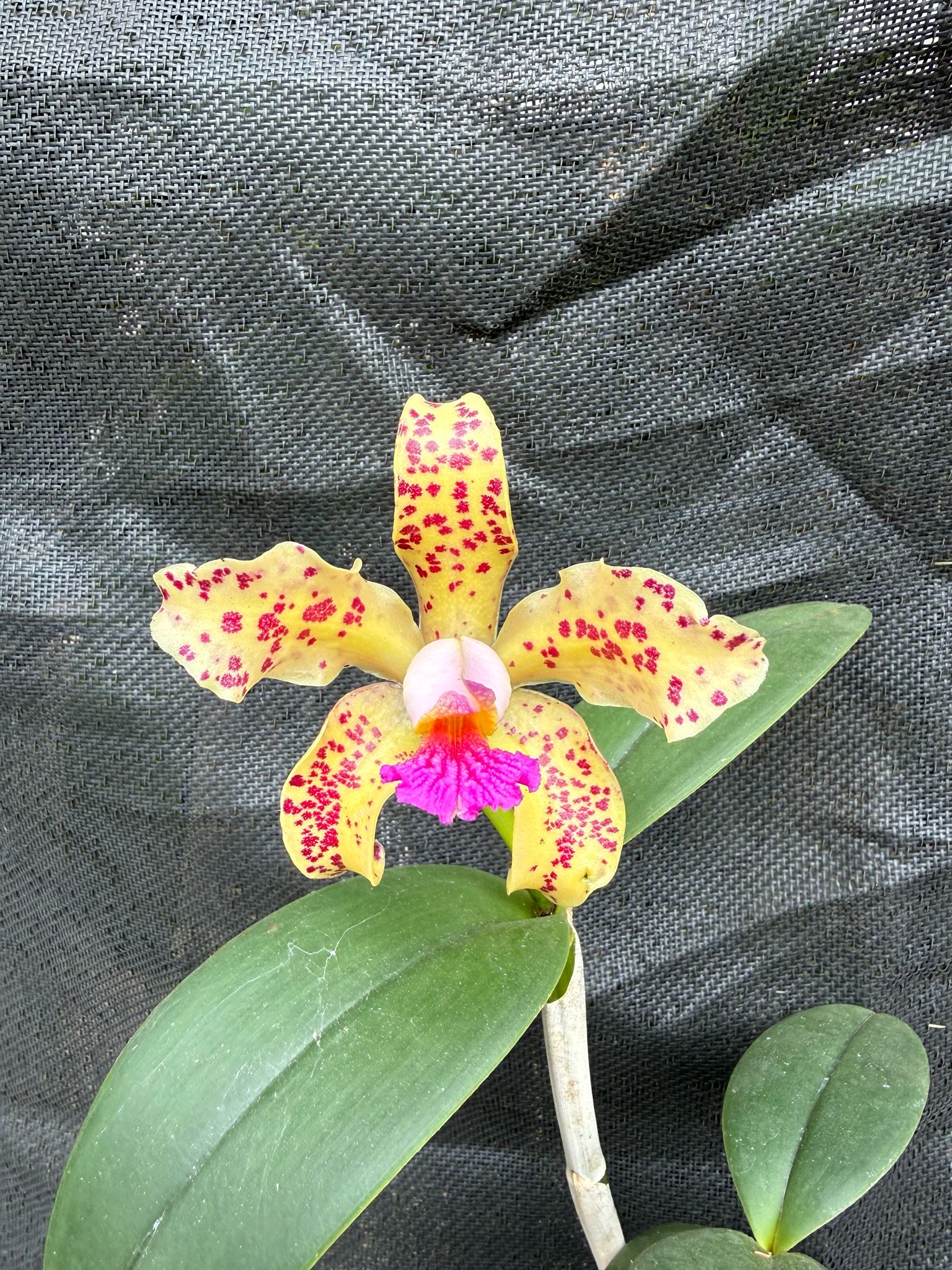 Cattleya amethystoglossa var. Aurea "Eduardo Marx"