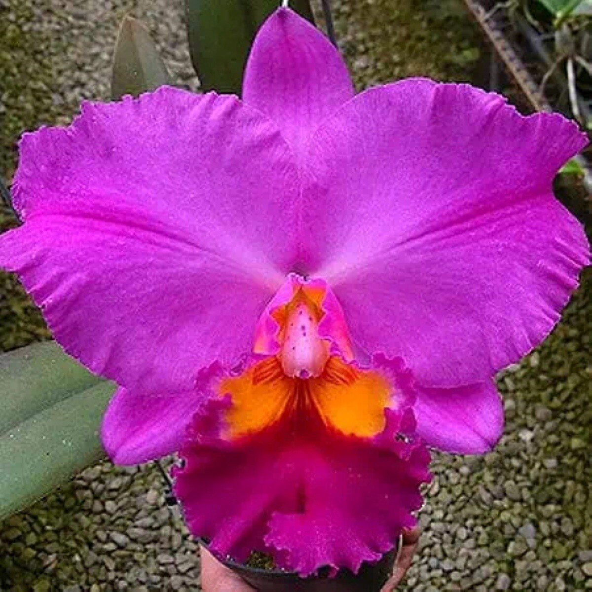 Blc. (Rlc.) Hsinying Aloha "C.H. Super"