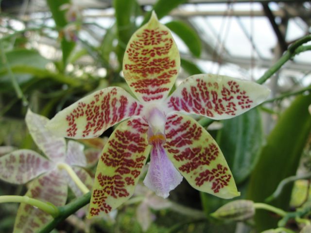 Phalaenopsis hieroglyphica "Dark Taiwan"