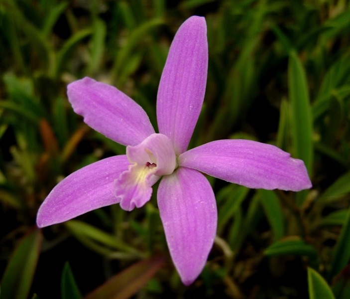 Laelia ghillanyi