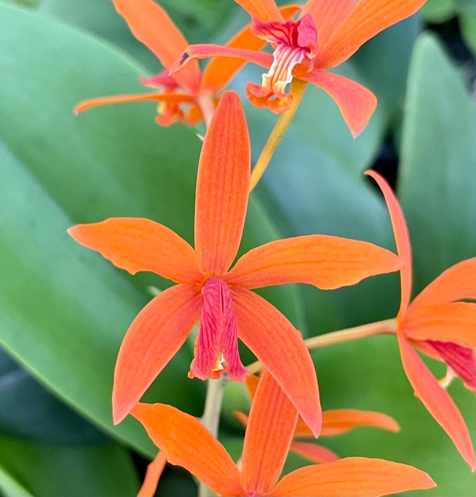Laelia sanguiloba