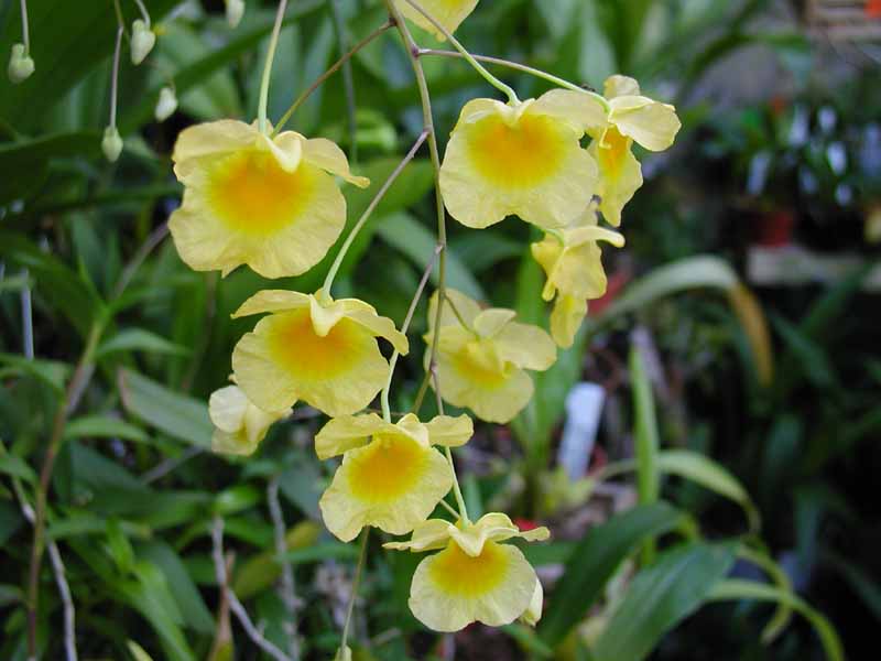 Dendrobiumaggregatum56f3efd832341 Dendrobium aggregatum