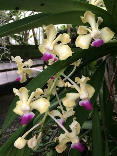 Vanda ustii