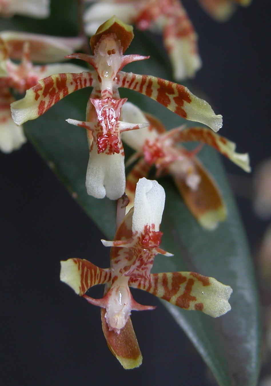 Baptistonia kautskyi