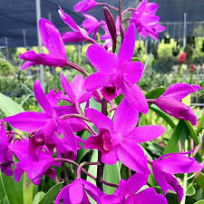 Cattleya bowringiana var. Rubra