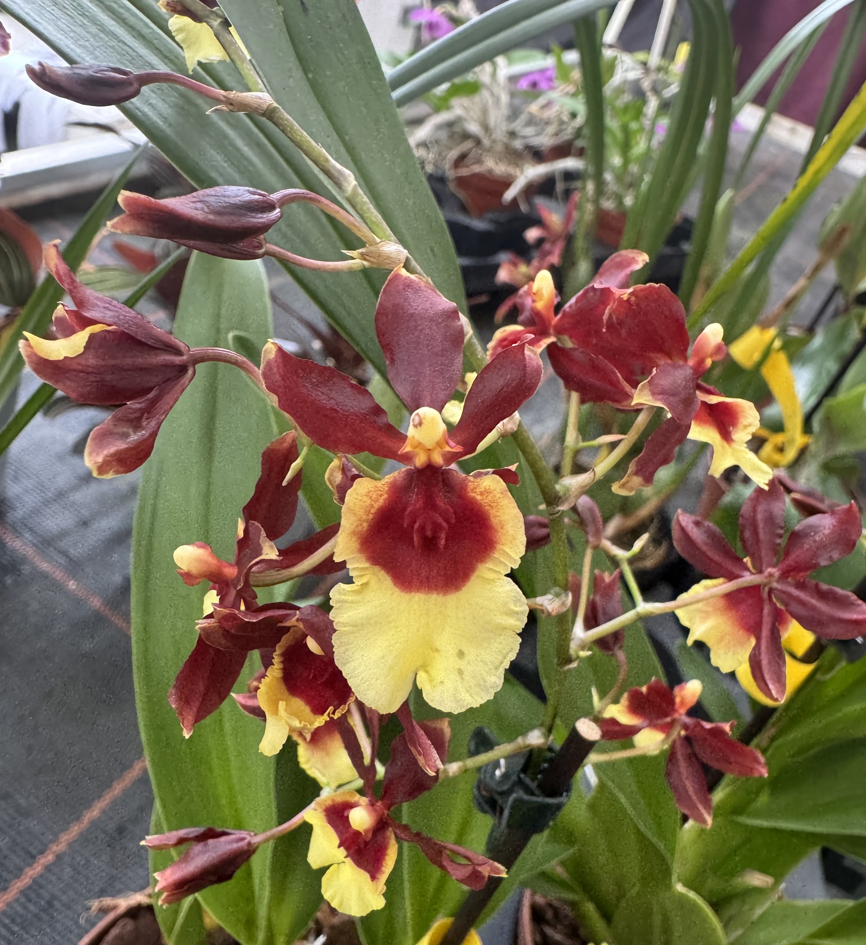 Oncidium Hula Halau "Volcano Queen"
