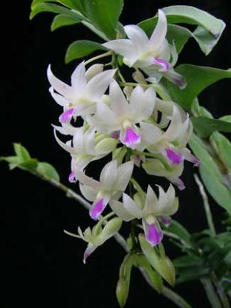 Dendrobium amethystoglossum