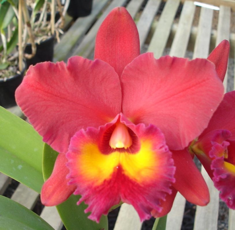 Blc. (Pumpkin Festival x Chunyeah) "#10"
