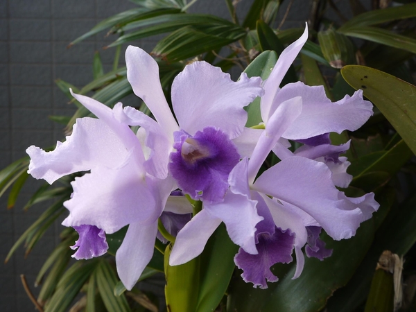 Cattlianthe (Ctt.) Poor Paul "Blue Heaven"
