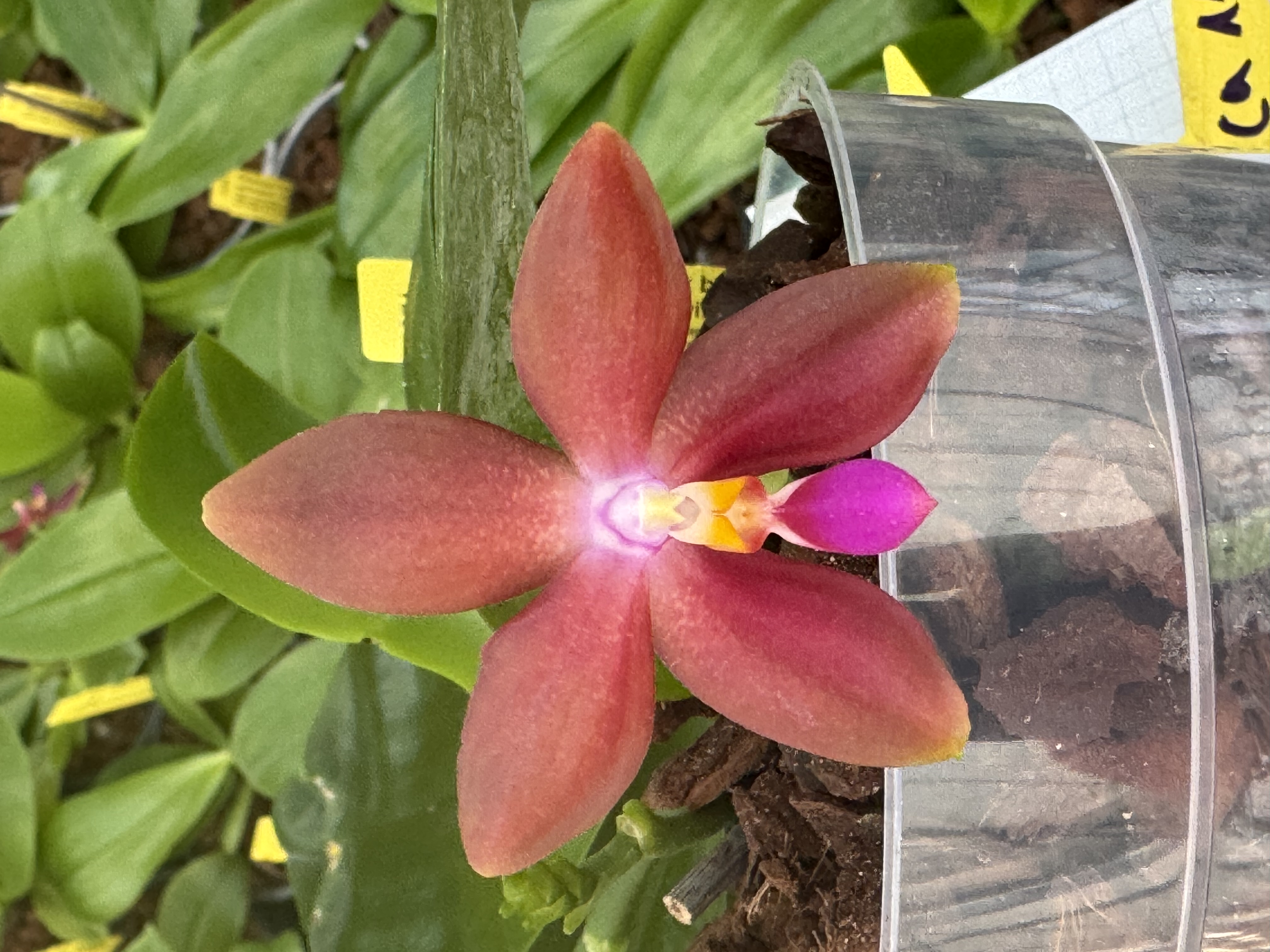 Phalaenopsis (Ambotrana x bellina) x (Tetrasambo x Tying Shin Fly Eagle)